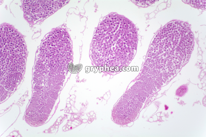 Testicule de Criquet avec cellules germinales en méiose x40 - gryphea.com